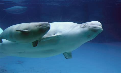 Arctic Beluga Whale