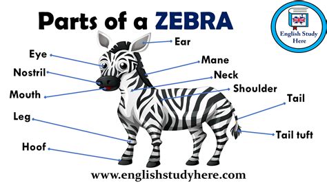 Parts of a ZEBRA Vocabulary - English Study Here