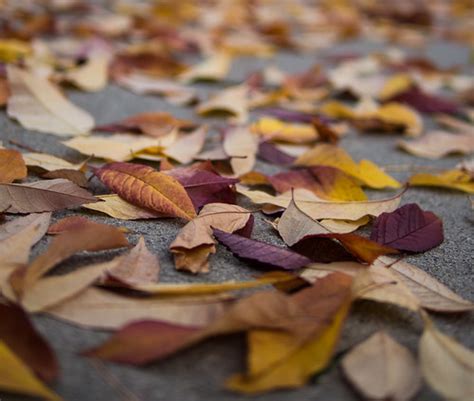 Fall Leaves | At UBC. | Eugene Kim | Flickr