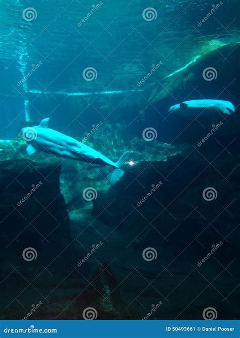 Blue whale stock image. Image of whale, atlanta, exhibit - 50493661