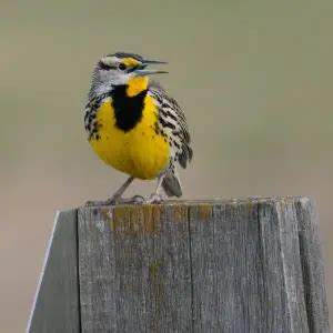 Eastern Meadowlark - Facts, Diet, Habitat & Pictures on Animalia.bio