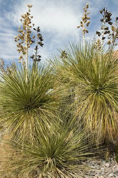 Health Benefits of Yucca Root Houston Tourist, Hill Country, Country House, Drought Resistant ...