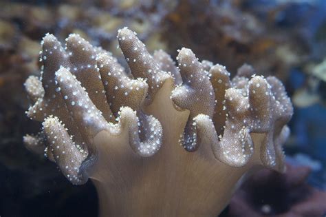 Mollusk, Coral, Invertebrates, Ocean, close-up, underwater free image | Peakpx