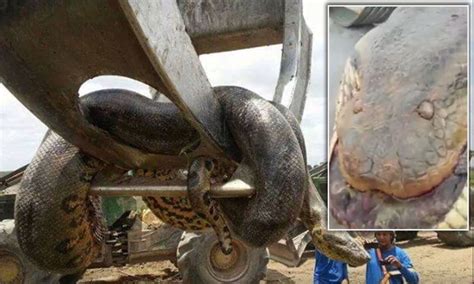 Largest Anaconda Ever Filmed - Anaconda Gallery