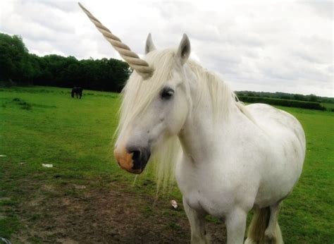 The origin of the American Unicorn - Unicorns are foreal.