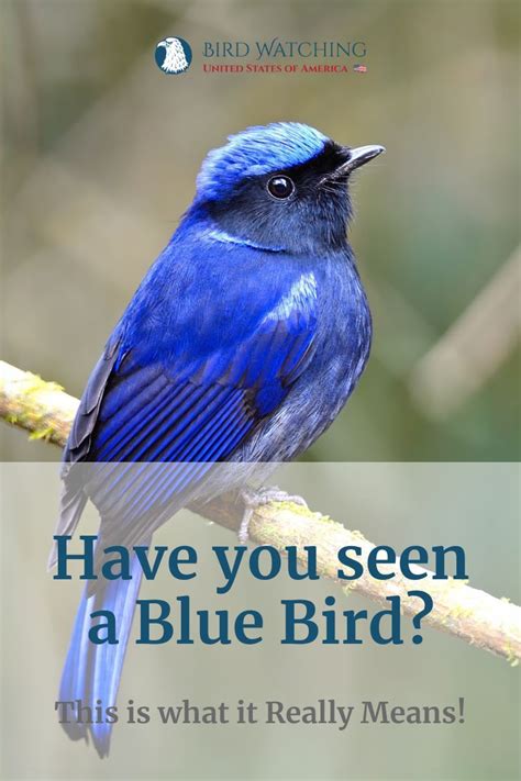 Have you seen a Blue Bird? This is what it Really Means!