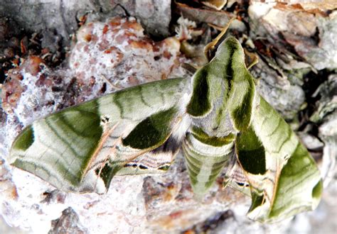 Large Green Moth: The Pandora sphinx moth