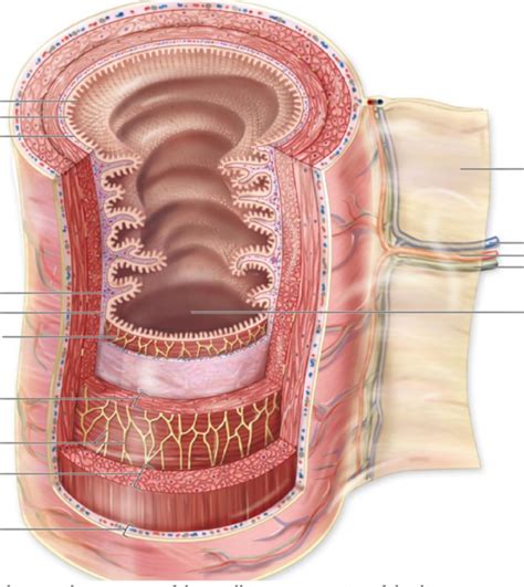 Histology: GI Tract, Pt 1 Diagram | Quizlet