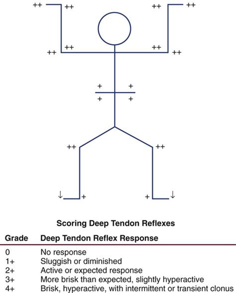 Grading Reflexes Neuro Exam