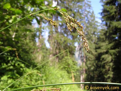 Image collection of wild vascular plants - Carex paniculata