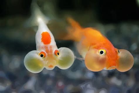 The Bubble Eye Goldfish: A Delicate Fancy Fish for Cold-Water Aquariums | Fishkeeping World