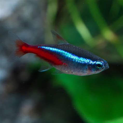 Neon Tetras - Care | Planted Tank Mates