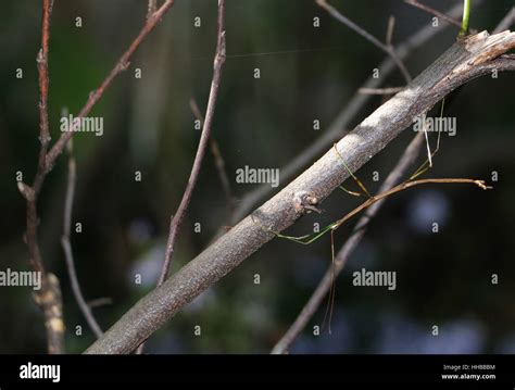 Walking stick insect on branch Ohio Stock Photo - Alamy