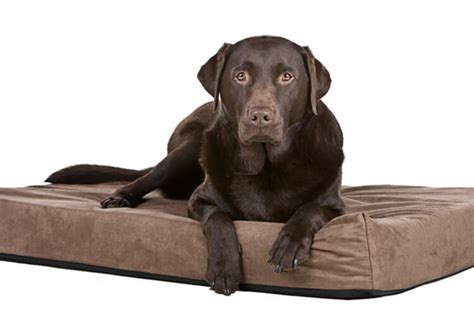 The 25 Best Memory Foam Dog Beds of 2020 - Pet Life Today