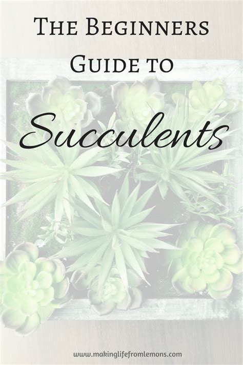 Beginners Guide to Succulents - Making Life From Lemons