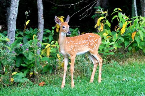 Fawn (Baby Deer) Information and Photos | ThriftyFun