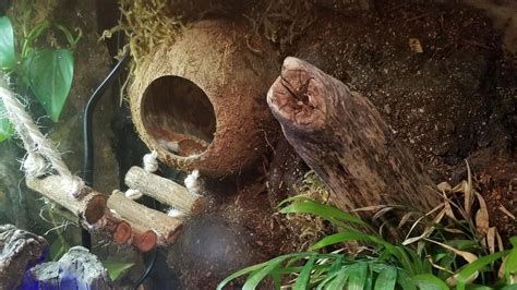 Crested Gecko Habitat Set-up Guide 101: How To Set up a Habitat For Your Crested Gecko 2024 ...