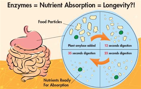 Importance of Enzymes