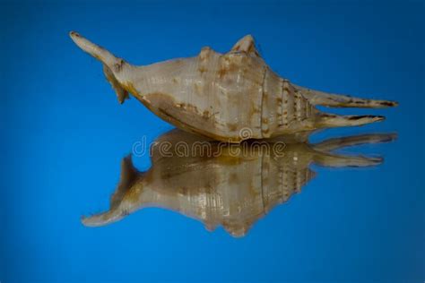 327 Broken Conch Shell Stock Photos - Free & Royalty-Free Stock Photos from Dreamstime