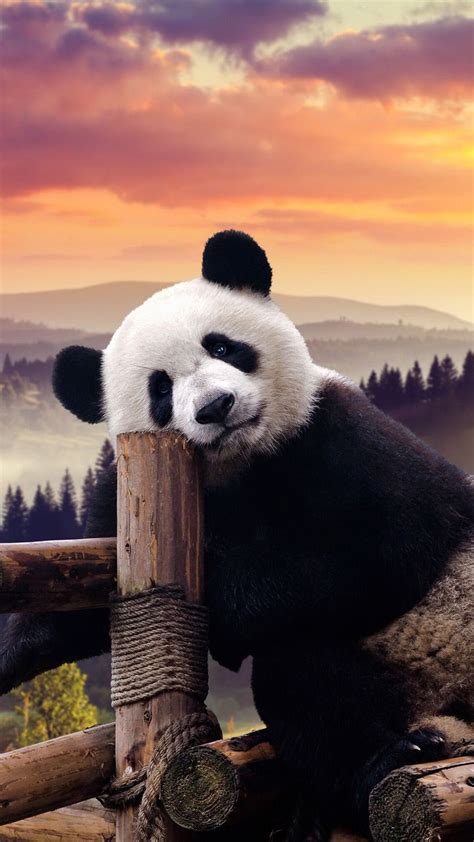 Panda Wallpaper - Giant Panda Wallpapers, Pictures, Images - Amazing free hd panda wallpapers ...