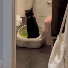 Stressed Cat GIF - Stressed Cat - Discover & Share GIFs