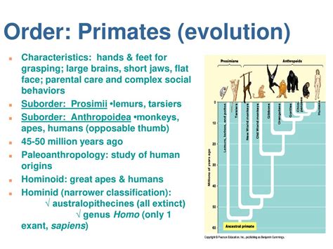 Chapter 34 ~ Vertebrate Evolution and Diversity. - ppt download