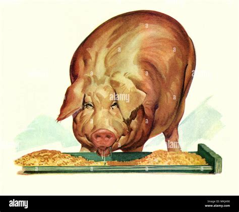 Fat Pig Eating Stock Photo - Alamy