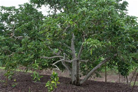 How to Take Care of an Avocado Tree - Garden.eco