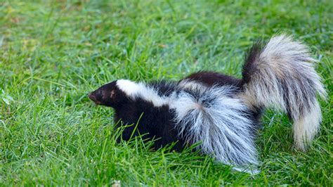 How Your Pet May Be Naturally Keeping Skunks Out Of Your Yard