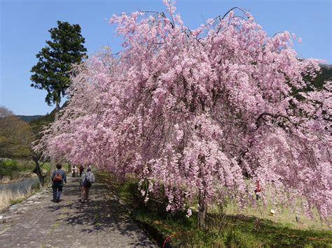 Weeping Cherry blossom that attract 70,000people♡ | Fukuitravel:福井＆旅行情報