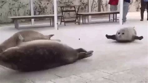 This bouncing seal is freaking me out, man! : r/gifs