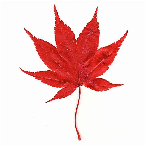 Japanese Maple Leaf by muffet1 on DeviantArt