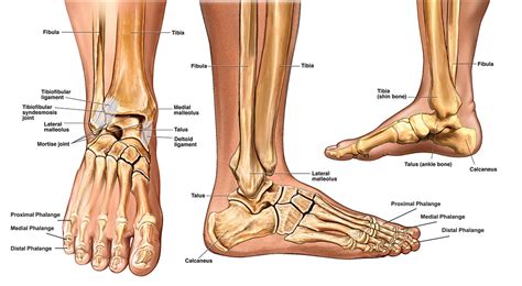 Gallery For > Ankle Anatomy