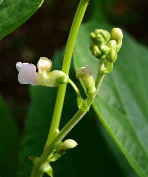 Roots 'n' Shoots: How to Grow: Common Bean plant - Vegetable of the Month