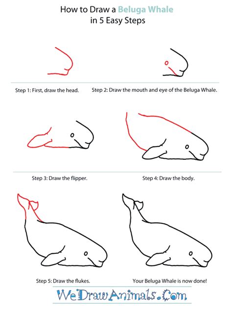 Beluga Whale Drawing - Cliparts.co