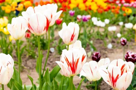 Premium Photo | Beautiful tulips growing in a garden or city park ...