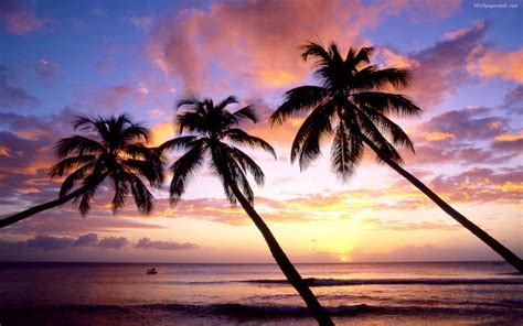 Palm Tree Sunset Wallpaper - WallpaperSafari