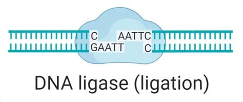 DNA Ligase- Definition, Structure, Types, Functions