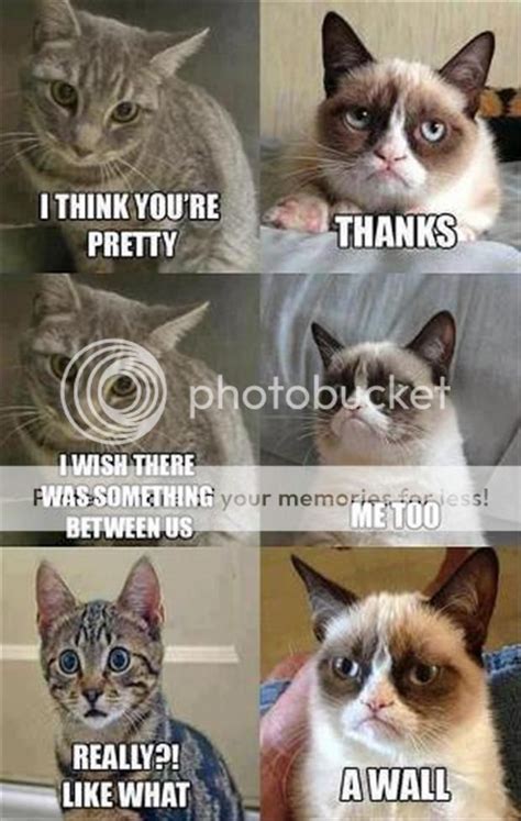 40+ Grumpy Cat Memes That You Will Love! | FallinPets