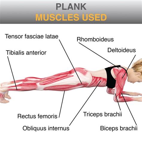 Muscles Used In Plank / Side Plank Dips - Exercise How-to - Workout Trainer by Skimble / A plank ...