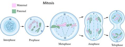 Stages Of Mitosis Diagram Labeled