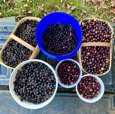 Muscadine Grape Harvest | Food garden, Grape harvesting, Outdoor picnic tables