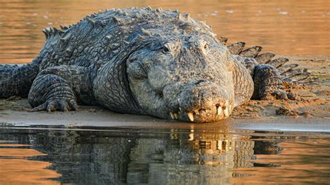 Marsh Crocodile: Facts, Diet, Habitat