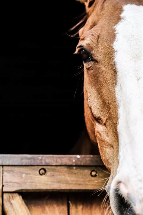 The 12 Best Horse Photography Tips and Tricks | Contrastly