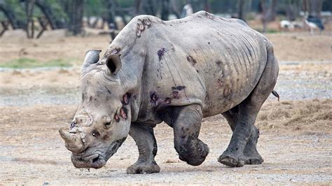 WWF Ramps Up Efforts To End African Rhino Poaching