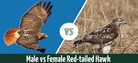 Male vs. Female Red-tailed Hawks: Spotting the Differences - Optics Mag