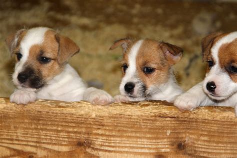 Jack Russell Terrier Puppies: Everything You Need to Know | The Dog People by Rover.com