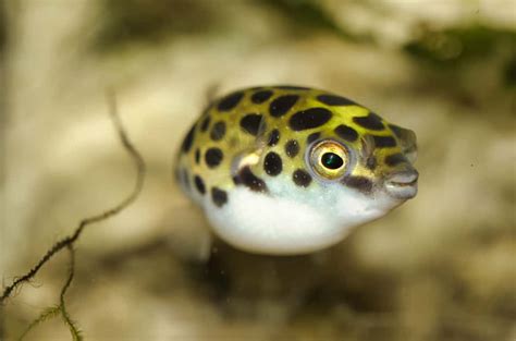 🥇7 Freshwater Puffer Fish You Should Get [COMPLETE LIST]