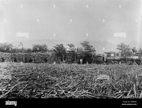 Hawaii. A field of harvested sugar cane on a plantation. A trainload of sugar cane in the the ...