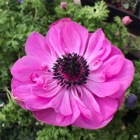 Poppy-Flowered Anemone — Green Acres Nursery & Supply